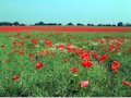 coquelicots